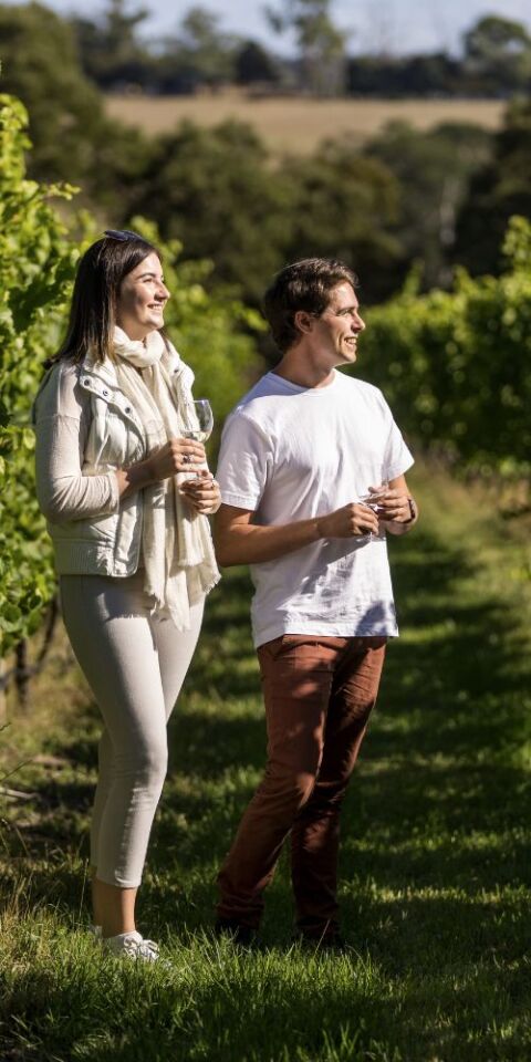 Northern Vineyard