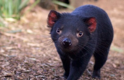 Premier Travel Tasmania - Western Wilderness & Wildlife Encounter - Day 1