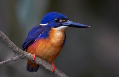 Tropical Reef and Rainforest Tour - Day 5