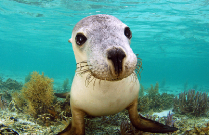 Eco Abrolhos Cruises: The Abrolhos Islands - Day 6
