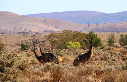 South Australia Outback & Wine Tour - Day 2