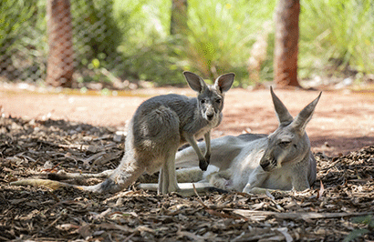 Australia Uncovered: City, Coast & Outback - Day 5