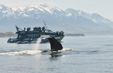 New Zealand Discovery Tour - Day 9
