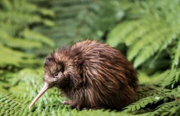 North Island Highlights with Northern Explorer - Day 4