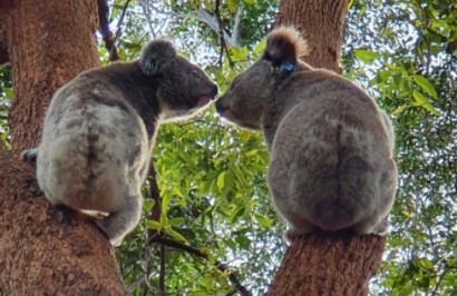 East Coast Sun, Sand and Wildlife Tour - Day 6