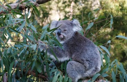 Wildlife Wonders of Victoria - Day 6