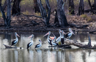 Murray River Trails: Murray River Safari - Day 3