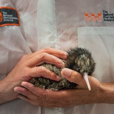 man holding a kiwi