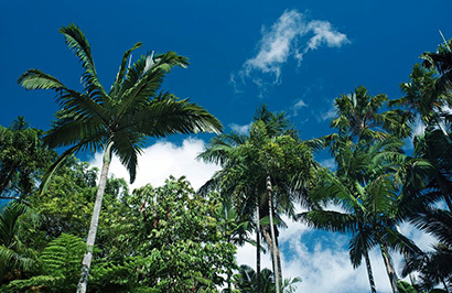 Tropical Reef and Rainforest Tour - Day 11