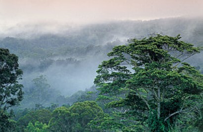 Tropical Reef and Rainforest Tour - Day 9