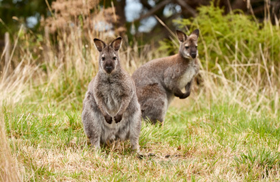 The Great Southern Ocean Vacation - Day 9