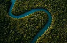 Daintree River
