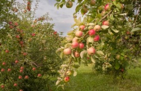 Apple orchard