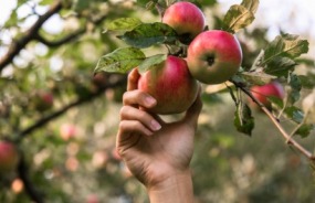 Apple orchard