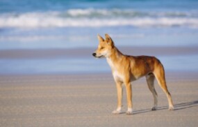 Dingo at Fraser Island