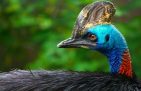 Cassowary