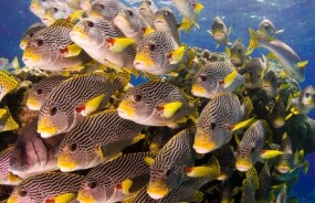 Great Barrier Reef